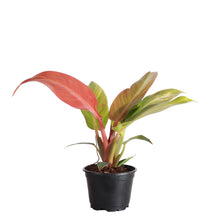 Load image into Gallery viewer, Philodendron Sun Red - 4"