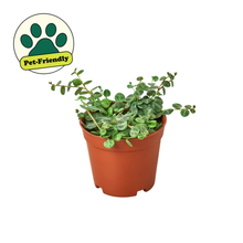 Load image into Gallery viewer, Peperomia Prostrata 'String of Turtles' - 4" Pot
