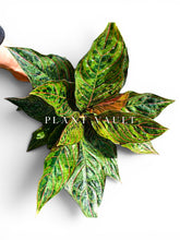 Load image into Gallery viewer, Aglaonema Red Army camouflage plant