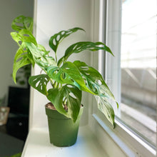 Load image into Gallery viewer, Swiss Cheese Plant, Monstera Adansonii - Live Plant