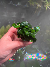 Load image into Gallery viewer, Anubias Nana Petite