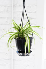Load image into Gallery viewer, Spider Plant - Live Plant