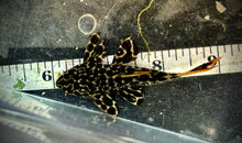Load image into Gallery viewer, Leopard Cactus L114 (Pseudacanthicus cf. leopardus)