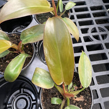 Load image into Gallery viewer, Philodendron Sayaka - 4" Live Plant