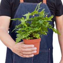 Load image into Gallery viewer, 'Autumn' Fern Live Plant