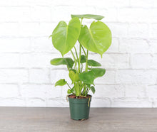 Load image into Gallery viewer, Monstera Deliciosa - Live Plant