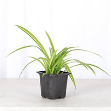 Load image into Gallery viewer, Spider Plant - Live Plant