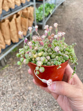 Load image into Gallery viewer, Succulent 'String of Pearls' Variegated - 4" Pot