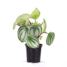 Load image into Gallery viewer, Watermelon Peperomia - 4" Live Plant