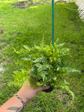 Load image into Gallery viewer, Rabbit's Foot Fern