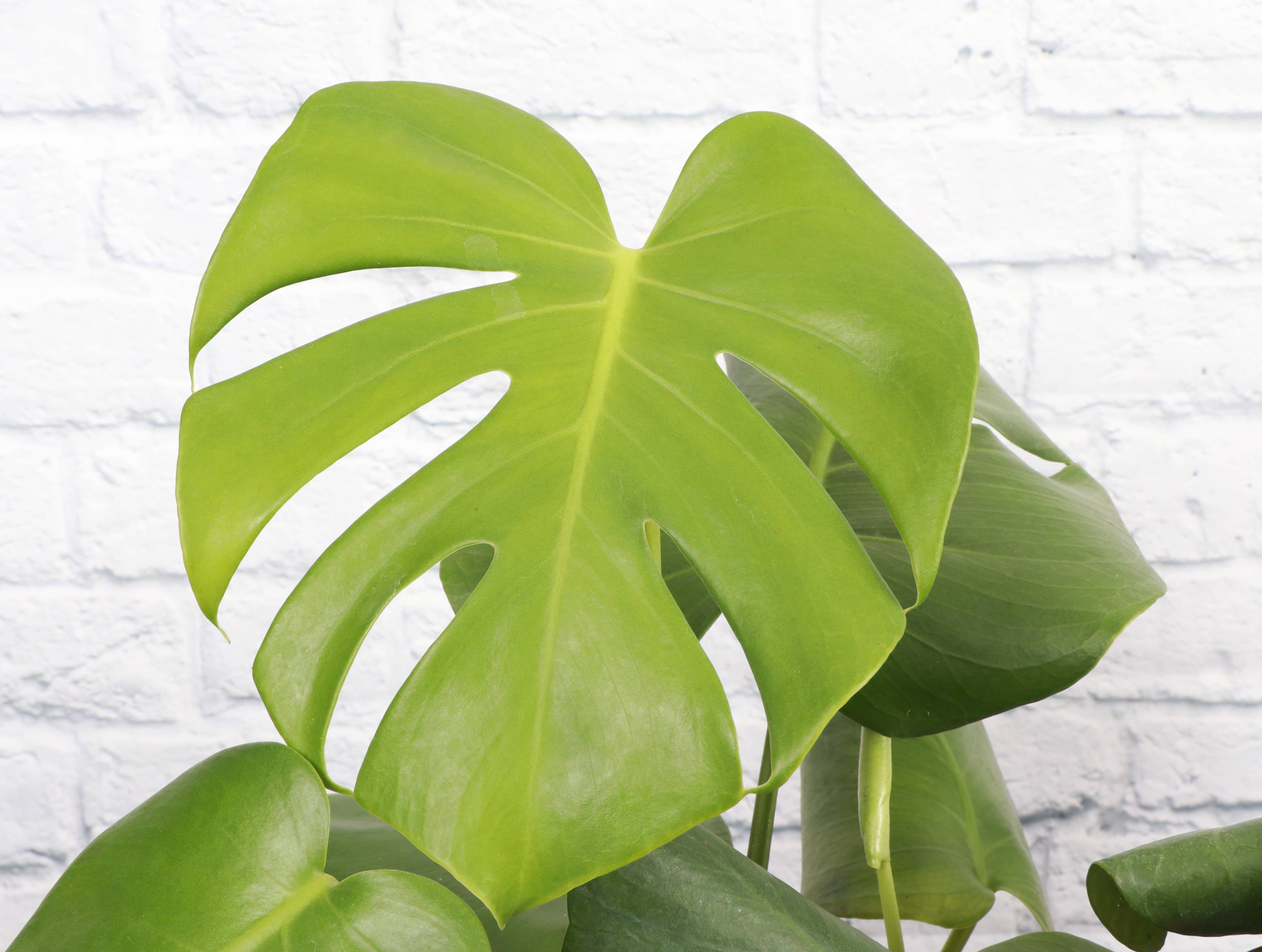 philodendron white wizard vs white princess Philodendron White Princess – The Groovy Plants Ranch LLC