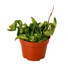 Load image into Gallery viewer, Hoya Rope Plant