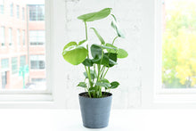 Load image into Gallery viewer, Monstera Deliciosa - Live Plant