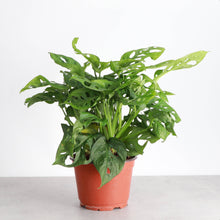 Load image into Gallery viewer, Swiss Cheese Plant, Monstera Adansonii - Live Plant