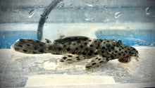 Load image into Gallery viewer, L264 Sultan Pleco (Leporacanthicus joselimai)
