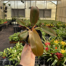Load image into Gallery viewer, Philodendron Sayaka - 4" Live Plant