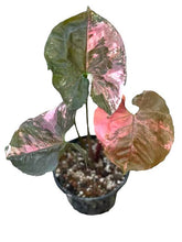 Load image into Gallery viewer, Syngonium Strawberry Ice