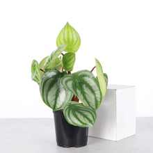 Load image into Gallery viewer, Watermelon Peperomia - 4" Live Plant