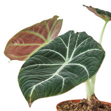 Load image into Gallery viewer, Alocasia Reginula 'Black Velvet'