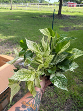 Load image into Gallery viewer, Marbled Queen Pothos