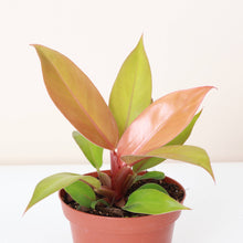 Load image into Gallery viewer, Prince of Orange Philodendron - 4" Live Plant