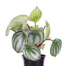 Load image into Gallery viewer, Watermelon Peperomia - 4" Live Plant