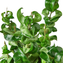 Load image into Gallery viewer, Hoya Rope Plant