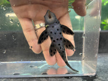 Load image into Gallery viewer, L264 Sultan Pleco (Leporacanthicus joselimai)
