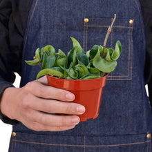 Load image into Gallery viewer, Hoya Rope Plant