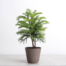 Load image into Gallery viewer, 4" Decorative Ruffled Pot for Plants