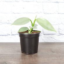 Load image into Gallery viewer, Silver Sword Philodendron - 4" Live Plant