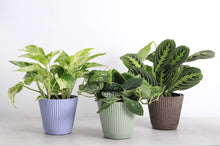 Load image into Gallery viewer, 4" Decorative Ruffled Pot for Plants