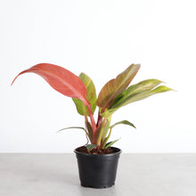 Load image into Gallery viewer, Philodendron Sun Red - 4"