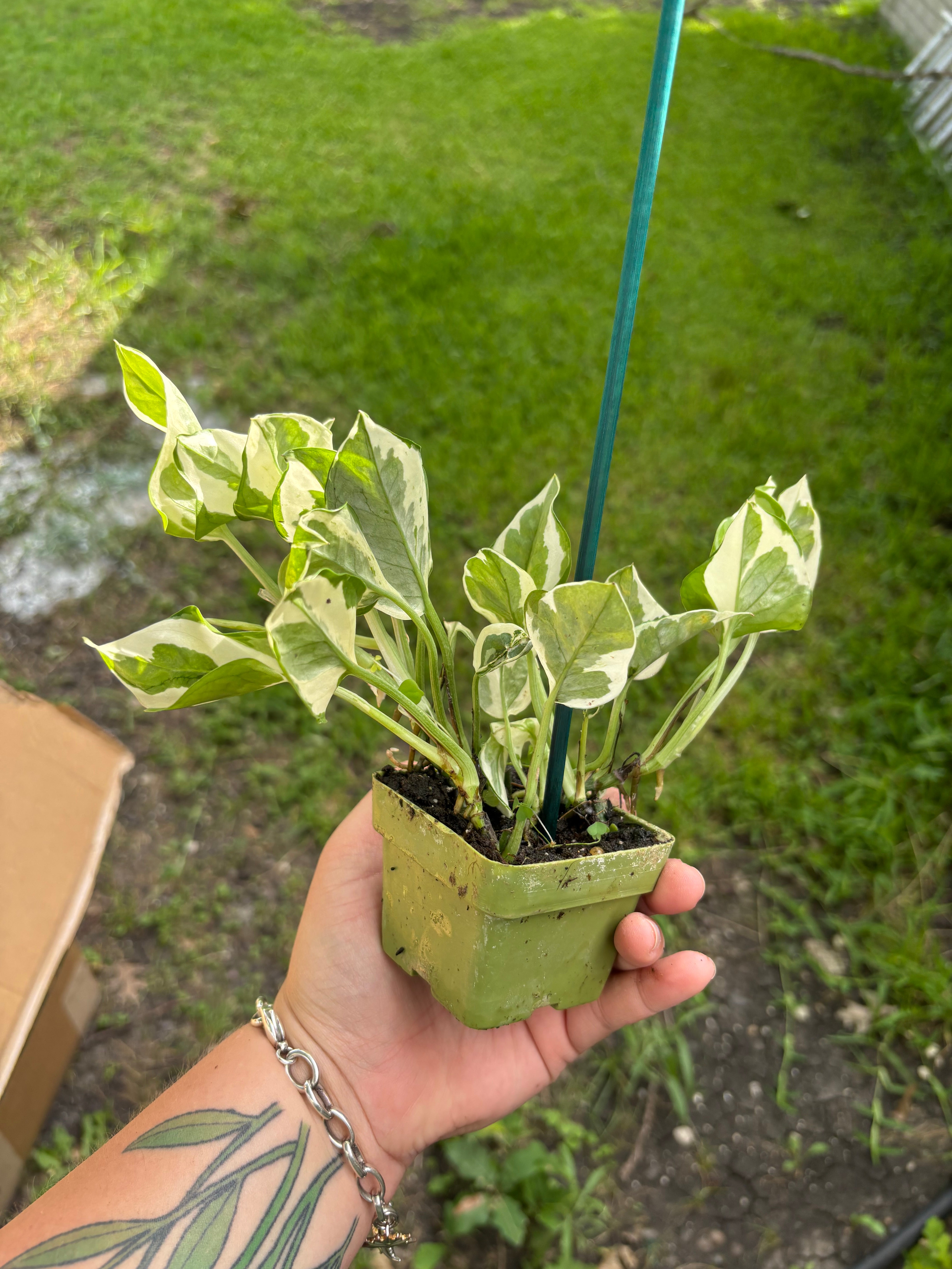 pothos pearls and jade cats Pearls & Jade Pothos – Armored Cat Aquatics LLC