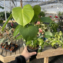 Load image into Gallery viewer, Monstera Deliciosa - Live Plant