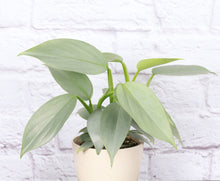 Load image into Gallery viewer, Silver Sword Philodendron - 4" Live Plant