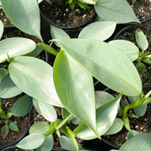Load image into Gallery viewer, Silver Sword Philodendron - 4" Live Plant