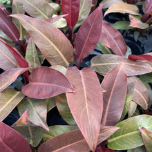 Load image into Gallery viewer, Philodendron Sun Red - 4"