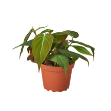 Load image into Gallery viewer, Philodendron 'Velvet'