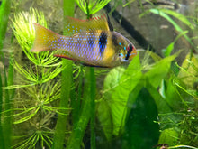 Load image into Gallery viewer, German Blue Ram (Mikrogeophagus ramirezi)