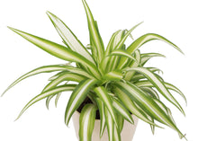 Load image into Gallery viewer, Spider Plant - Live Plant