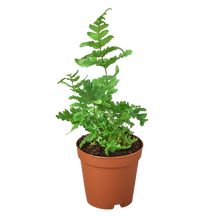 Load image into Gallery viewer, 'Autumn' Fern Live Plant