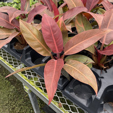 Load image into Gallery viewer, Philodendron Sun Red - 4"