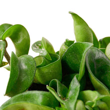 Load image into Gallery viewer, Hoya Rope Plant