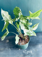 Load image into Gallery viewer, Rare Syngonium Albo