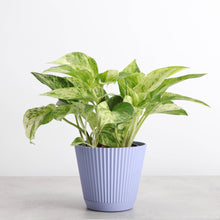 Load image into Gallery viewer, 4" Decorative Ruffled Pot for Plants