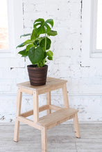 Load image into Gallery viewer, Monstera Deliciosa - Live Plant