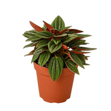 Load image into Gallery viewer, Peperomia Rosso Live Plant - Peperomia caperata 'Rosso'