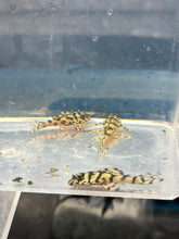 Load image into Gallery viewer, L236 RB Pleco