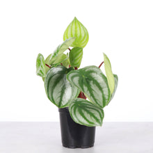 Load image into Gallery viewer, Watermelon Peperomia - 4" Live Plant
